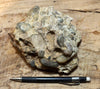 conglomerate - display specimen of the Shinarump Conglomerate, Triassic, Hurricane Mesa, Utah