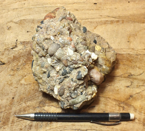 conglomerate - hand specimen of the Shinarump Conglomerate, Triassic, Hurricane Mesa, Utah