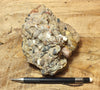conglomerate - hand specimen of the Shinarump Conglomerate, Triassic, Hurricane Mesa, Utah