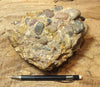 conglomerate - large hand/display specimen of the Shinarump Conglomerate, Triassic, Hurricane Mesa, Utah