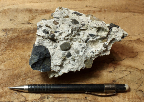 conglomerate - hand/display specimen of conglomeratic limestone from the Brian Head Formation