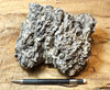 coquina - display specimen of gray oyster shell coquina from the Imperial Formation, Imperial County, California