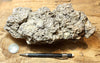 coquina - display specimen of gray oyster shell coquina from the Imperial Formation, Imperial County, California