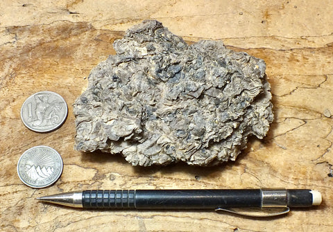coquina - hand specimen of gray oyster shell coquina from the Imperial Formation, Imperial County, California