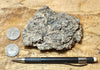 coquina - hand specimen of gray oyster shell coquina from the Imperial Formation, Imperial County, California