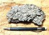 coquina - hand specimen of gray oyster shell coquina from the Imperial Formation, Imperial County, California