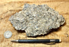 coquina - hand specimen of gray oyster shell coquina from the Imperial Formation, Imperial County, California