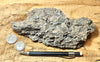 coquina - hand/display specimen of gray oyster shell coquina from the Imperial Formation, Imperial County, California