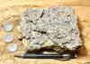 coquina - hand/display specimen of gray oyster shell coquina from the Imperial Formation, Imperial County, California