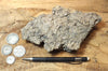 coquina - hand/display specimen of gray oyster shell coquina from the Imperial Formation, Imperial County, California