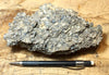 coquina - hand/display specimen of gray oyster shell coquina from the Imperial Formation, Imperial County, California