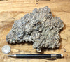 coquina - hand/display specimen of gray oyster shell coquina from the Imperial Formation, Imperial County, California