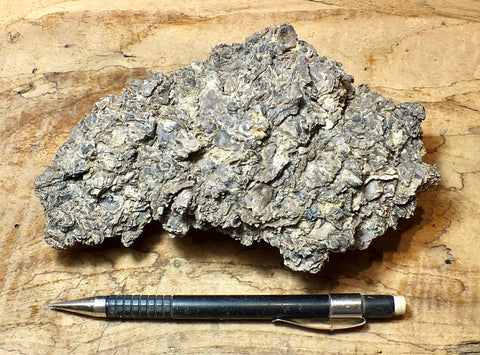 coquina - large hand/display specimen of gray oyster shell coquina from the Imperial Formation, Imperial County, California