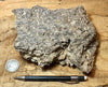 coquina - large hand/display specimen of gray oyster shell coquina from the Imperial Formation, Imperial County, California