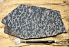 dendrites - hand/display specimen of manganese oxide dendrites