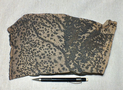 dendrites - display specimen of spectacular manganese oxide dendrites