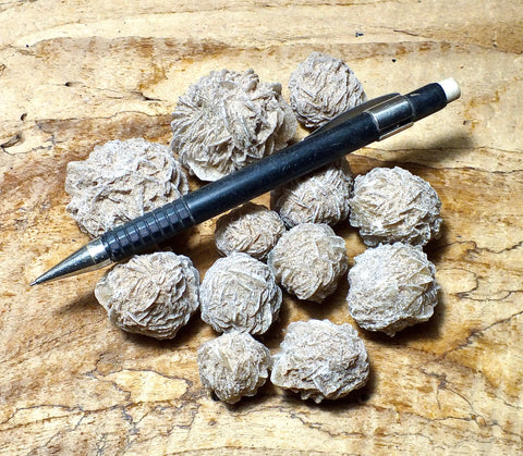 gypsum - unaltered sand selenite (desert) rose from a dry lake in Chihuahua, Mexico - unit of 12 student specimens