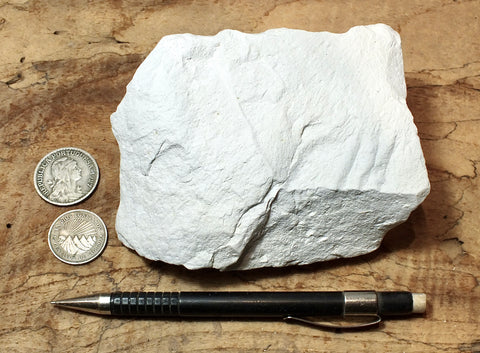 diatomite - teaching hand specimen of lacustrine diatomite from Mineral County, Nevada - Geological Specimen Supply