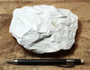 diatomite - teaching hand specimen of lacustrine diatomite from Mineral County, Nevada - Geological Specimen Supply