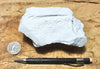 diatomite - teaching hand specimen of lacustrine diatomite from Mineral County, Nevada