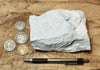 diatomite - teaching hand specimen of lacustrine diatomite from Mineral County, Nevada - Geological Specimen Supply