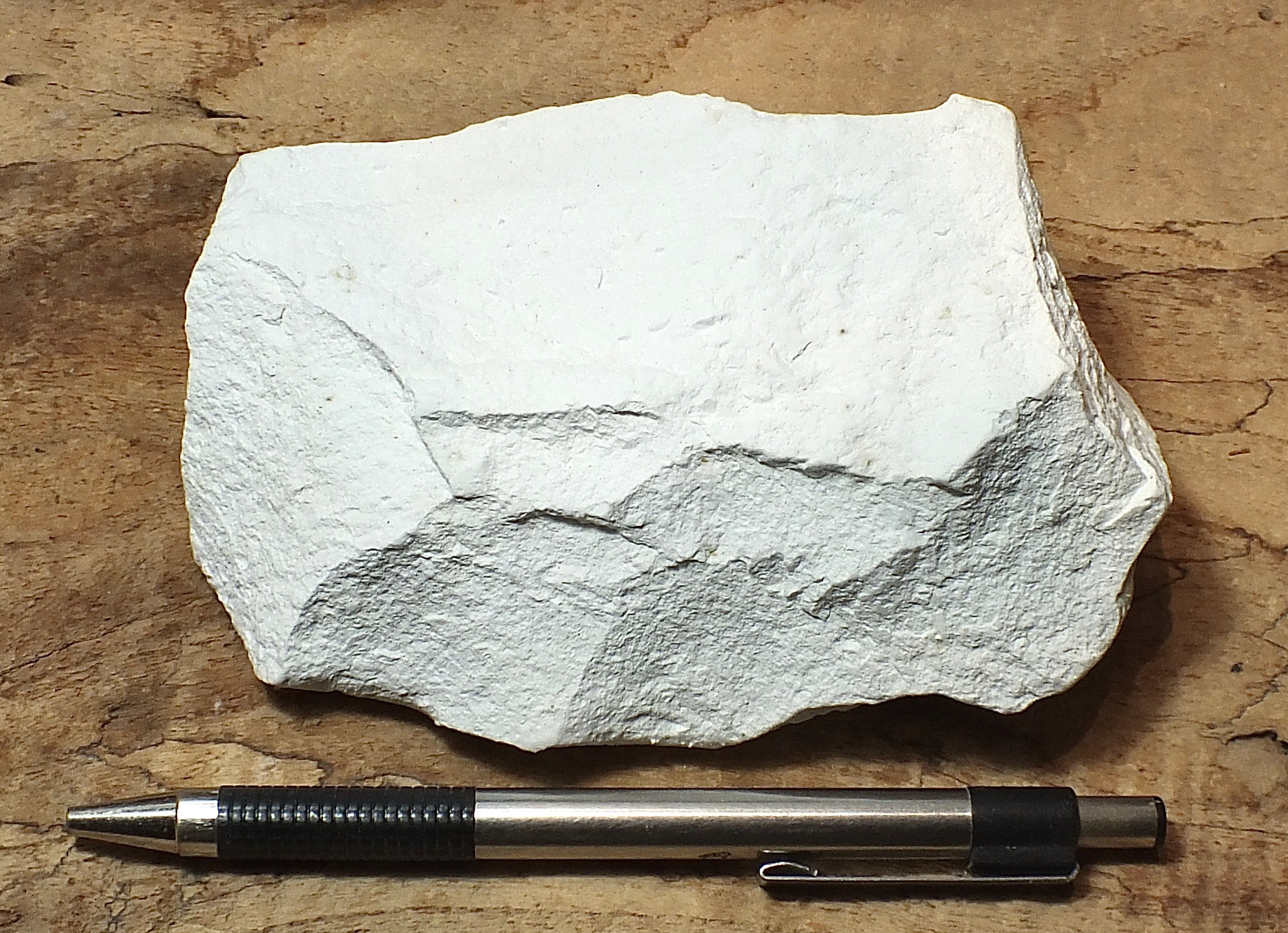 sedimentary rocks – Geological Specimen Supply