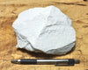 diatomite - teaching hand specimen of lacustrine diatomite from Mineral County, Nevada