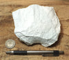 diatomite - teaching hand specimen of lacustrine diatomite from Mineral County, Nevada - Geological Specimen Supply
