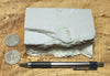 diatomite - teaching hand specimen of the Valmonte diatomite, a unit of the Monterey Formation of California