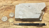 diatomite - teaching hand specimen of the Valmonte diatomite, a unit of the Monterey Formation of California