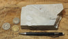 diatomite - teaching hand specimen of the Valmonte diatomite, a unit of the Monterey Formation of California