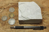diatomite - teaching hand specimen of the Valmonte diatomite, a unit of the Monterey Formation of California