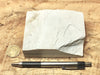 diatomite - teaching hand specimen of the Valmonte diatomite, a unit of the Monterey Formation of California