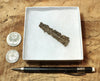 fulgurite - natural glass flanged tube formed by lightning strike on sand from the Western Sahara in Morocco