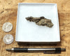 fulgurite - natural glass flanged tube formed by lightning strike on sand from the Western Sahara in Morocco
