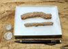 fulgurite - pair of longer than average natural glass tubes formed by lightning strikes on sand