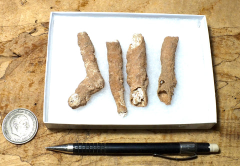 fulgurite - set of natural glass tubes formed by lightning strikes on sand