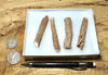 fulgurite - set of natural glass tubes formed by lightning strikes on sand