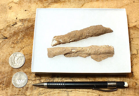 fulgurite - pair of longer than average natural glass tubes formed by lightning strikes on sand