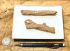 fulgurite - pair of longer than average natural glass tubes formed by lightning strikes on sand