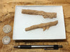 fulgurite - pair of longer than average natural glass tubes formed by lightning strikes on sand