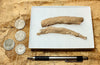 fulgurite - pair of longer than average natural glass tubes formed by lightning strikes on sand