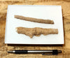 fulgurite - pair of longer than average natural glass tubes formed by lightning strikes on sand