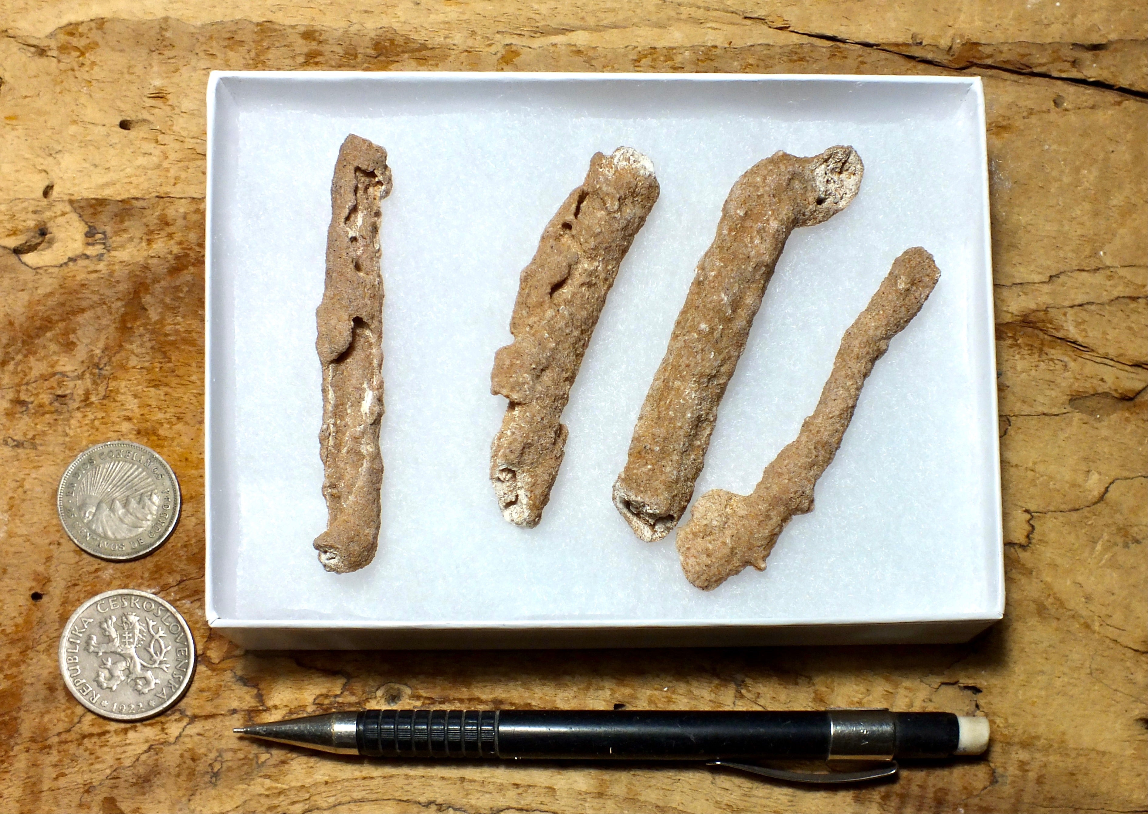 Caliche Microscope Geological Specimen Supply