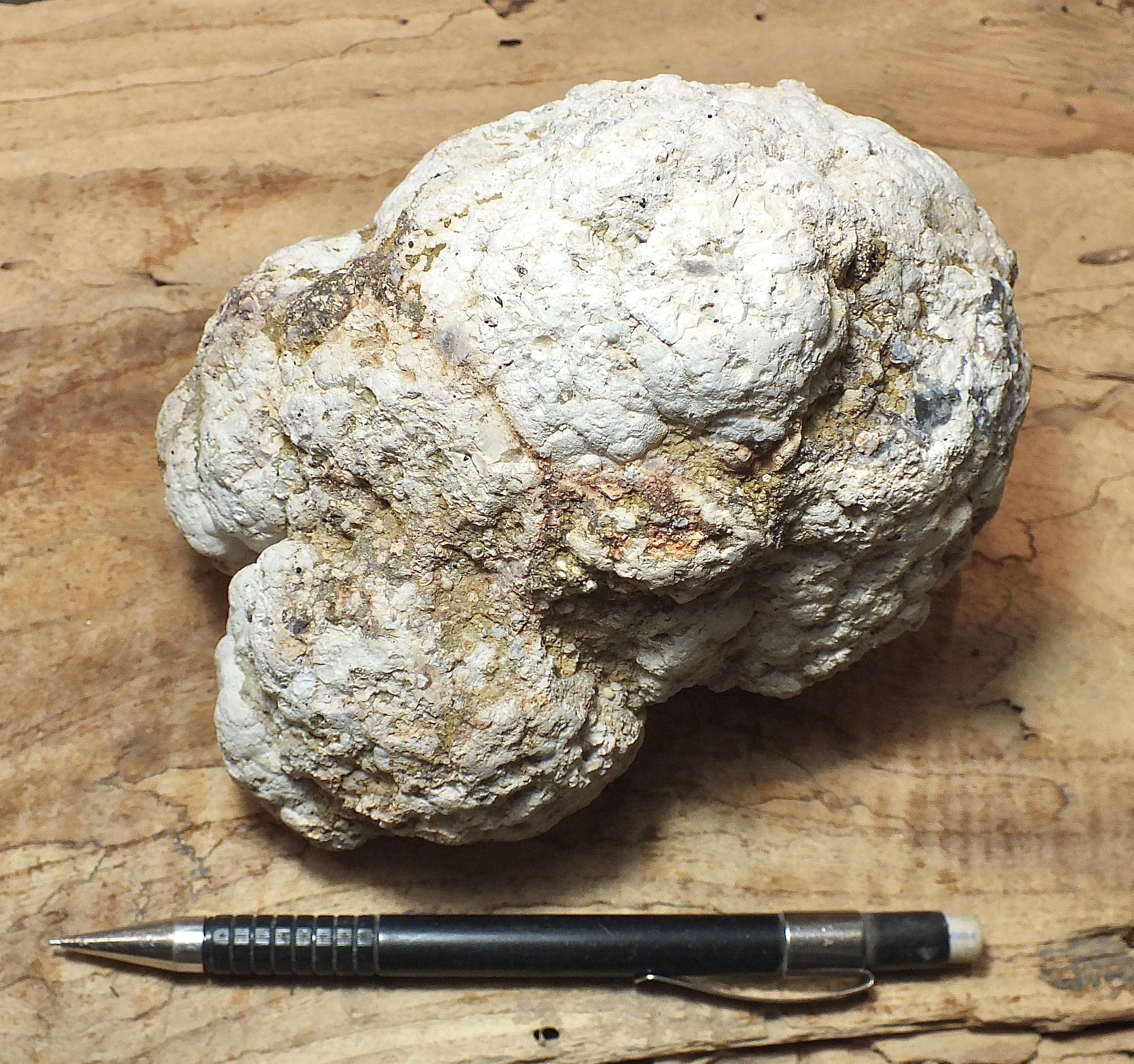 geodes – Geological Specimen Supply