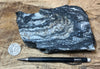 gneiss - hand/display specimen of a Proterozoic granite gneiss