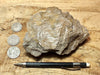 fault gouge - hand/display specimen of clay from the San Andreas Fault Zone