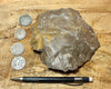 fault gouge - hand/display specimen of clay from the San Andreas Fault Zone