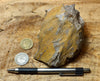 fault gouge - hand/display specimen of clay from the San Andreas Fault Zone