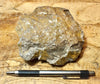 fault gouge - hand/display specimen of clay from the San Andreas Fault Zone